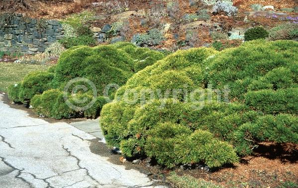 Yellow blooms; Evergreen; Needles or needle-like leaf