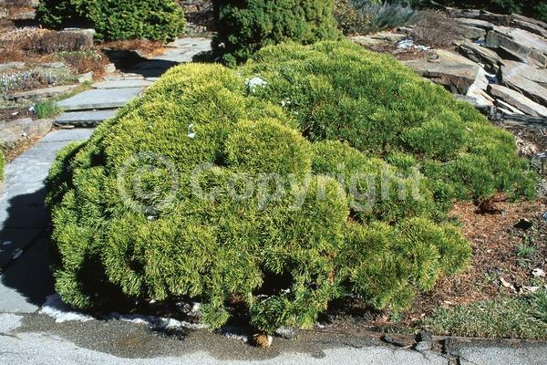Yellow blooms; Evergreen; Needles or needle-like leaf