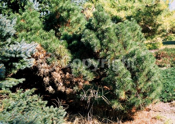 Yellow blooms; Evergreen; Needles or needle-like leaf