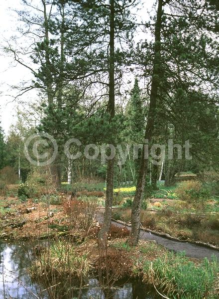 Yellow blooms; Evergreen; Needles or needle-like leaf