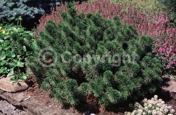 Yellow blooms; Evergreen; Needles or needle-like leaf