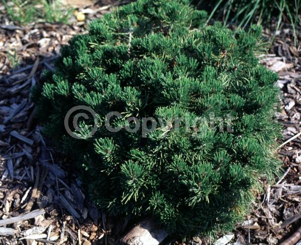Yellow blooms; Evergreen; Needles or needle-like leaf