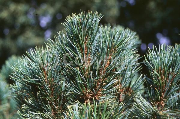 Yellow blooms; Evergreen; Needles or needle-like leaf