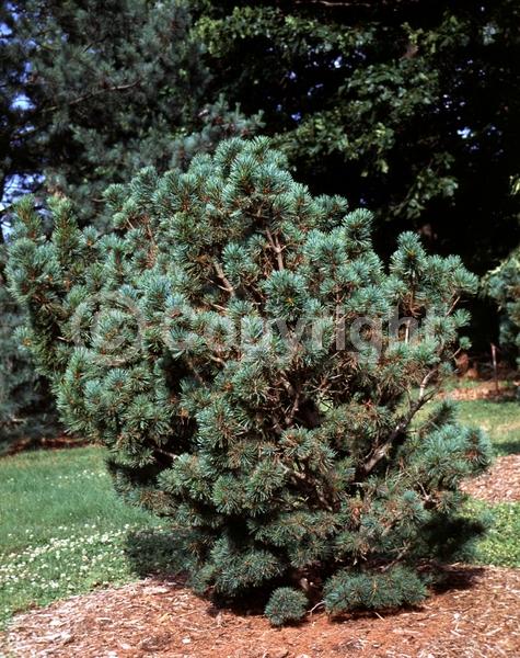 Yellow blooms; Evergreen; Needles or needle-like leaf