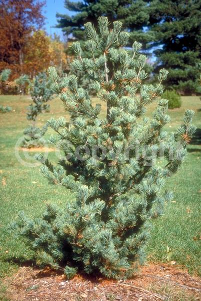 Yellow blooms; Evergreen; Needles or needle-like leaf