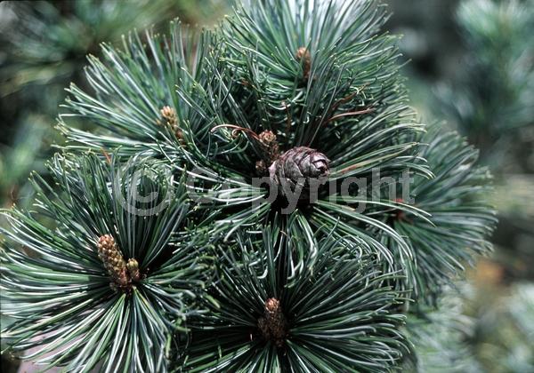 Yellow blooms; Evergreen; Needles or needle-like leaf