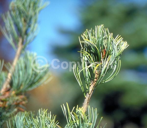 Yellow blooms; Evergreen; Needles or needle-like leaf