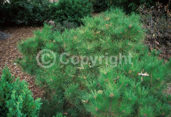 Red blooms; Purple blooms; Evergreen; Needles or needle-like leaf
