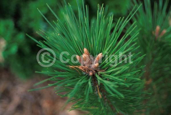 Red blooms; Purple blooms; Evergreen; Needles or needle-like leaf