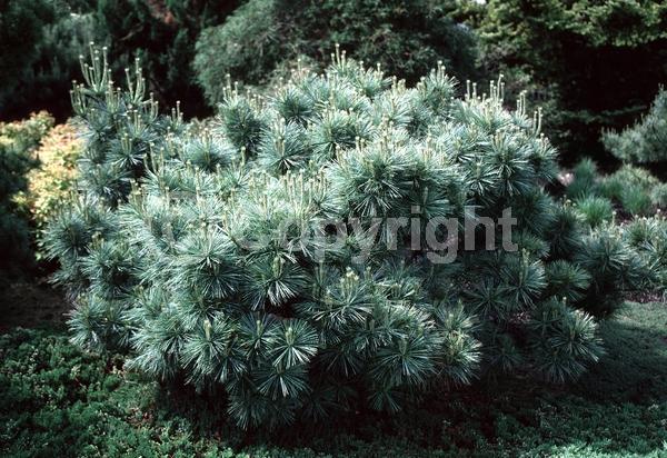 Yellow blooms; Evergreen; Needles or needle-like leaf