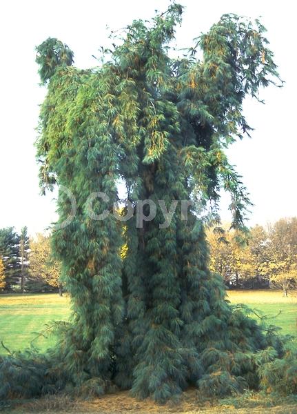Yellow blooms; Pink blooms; Evergreen; Needles or needle-like leaf; North American Native