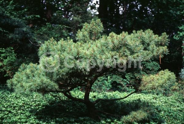Yellow blooms; Pink blooms; Evergreen; Needles or needle-like leaf