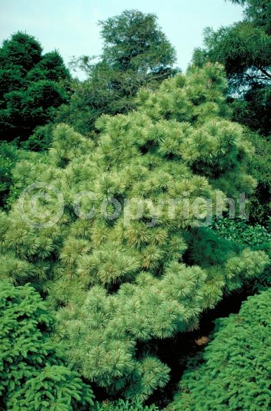 Yellow blooms; Pink blooms; Evergreen; Needles or needle-like leaf