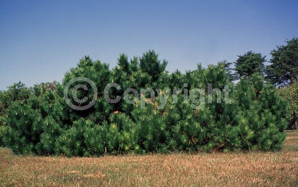 Yellow blooms; Evergreen; Needles or needle-like leaf