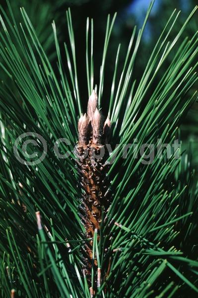 Yellow blooms; Evergreen; Needles or needle-like leaf
