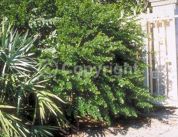 White blooms; Pink blooms; Evergreen; North American Native