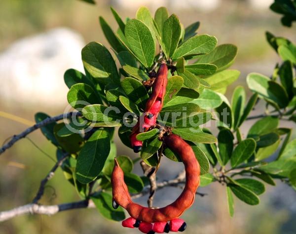 White blooms; Pink blooms; Evergreen; North American Native