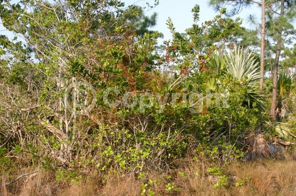 White blooms; Pink blooms; Evergreen; North American Native