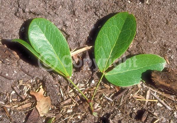 White blooms; Pink blooms; Evergreen; North American Native