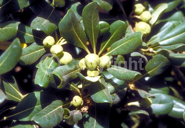 White blooms; Evergreen