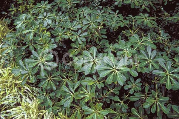 White blooms; Evergreen