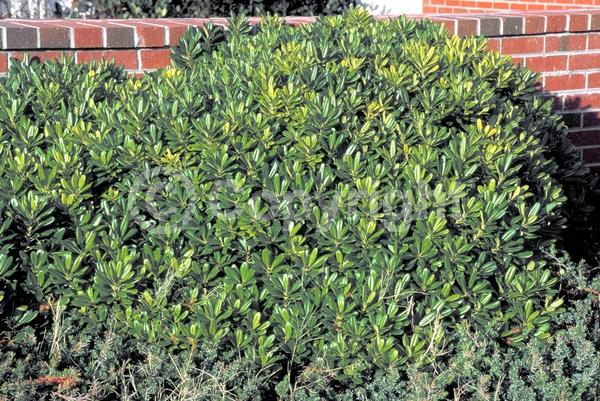 White blooms; Evergreen