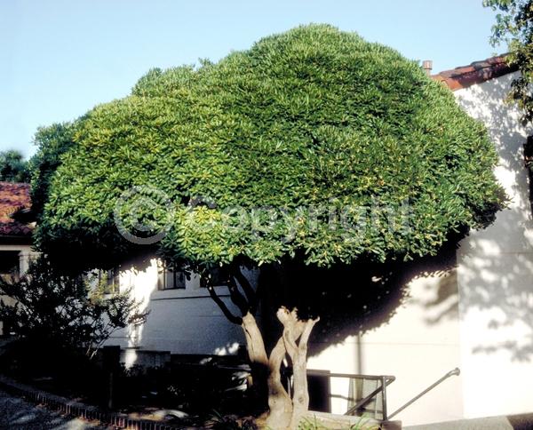 White blooms; Evergreen