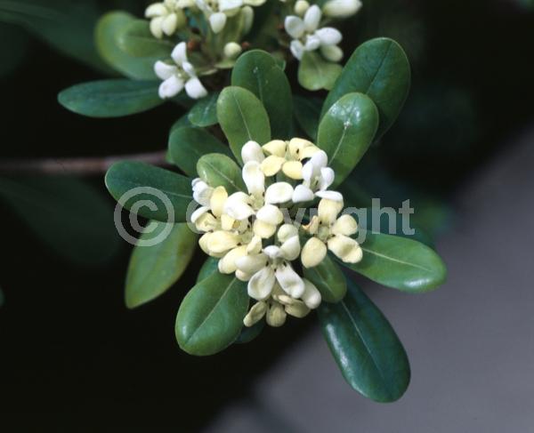 White blooms; Evergreen