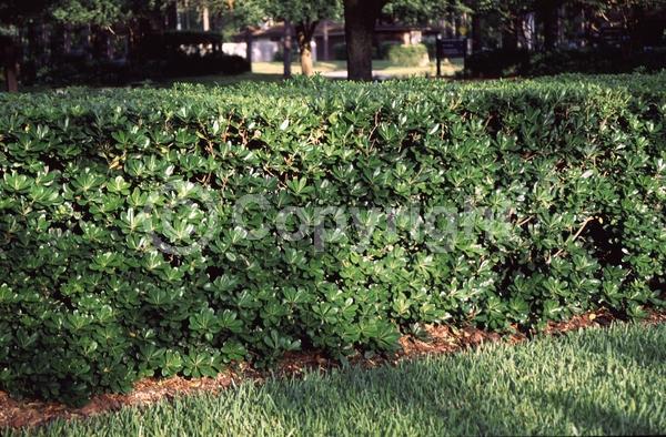 White blooms; Evergreen