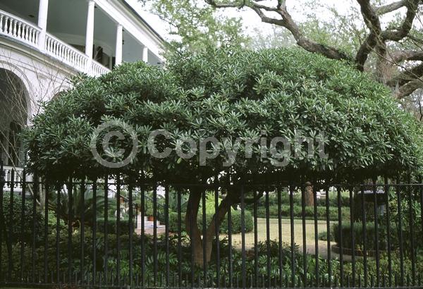 White blooms; Evergreen