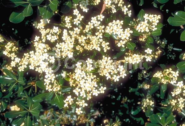 White blooms; Evergreen