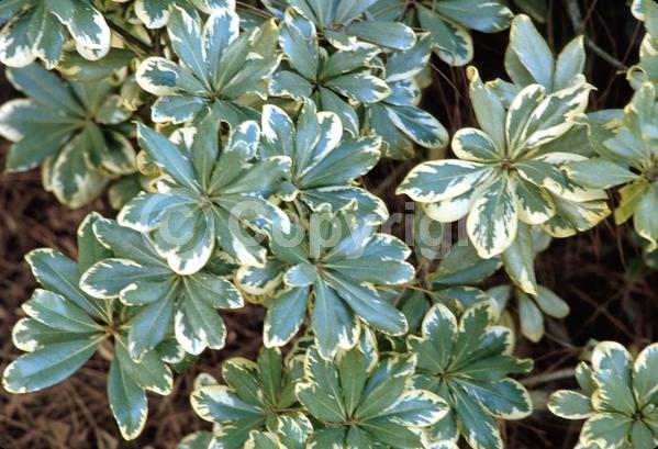 White blooms; Evergreen; Needles or needle-like leaf