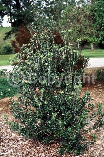 White blooms; Evergreen
