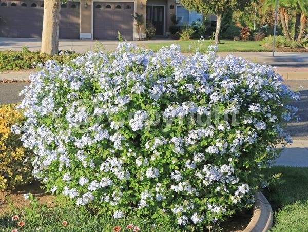 Blue blooms; White blooms; Evergreen