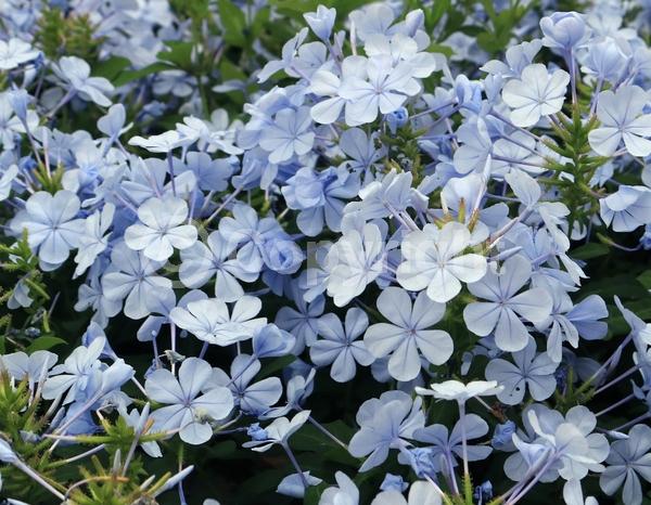 Blue blooms; White blooms; Evergreen