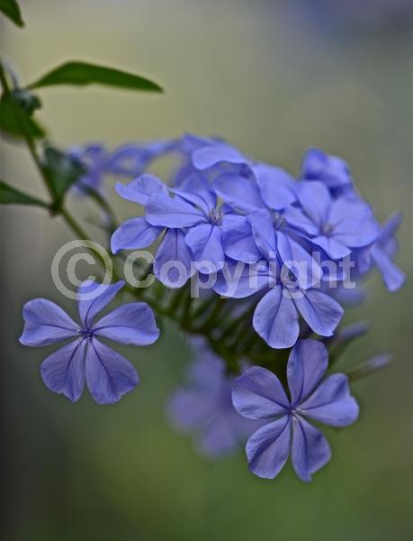 Blue blooms; White blooms; Evergreen