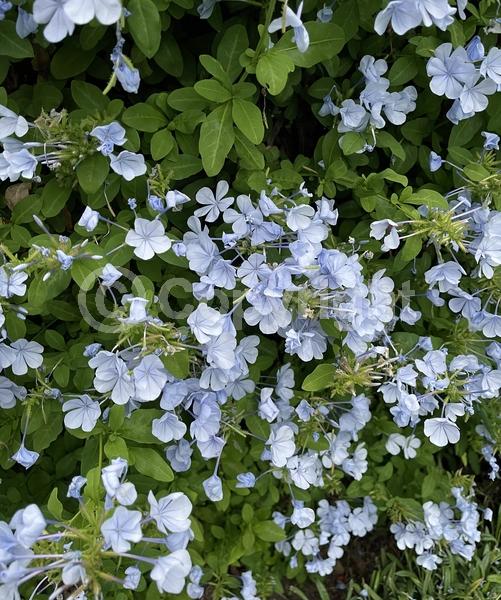 Blue blooms; White blooms; Evergreen