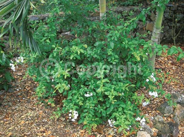 White blooms; Evergreen