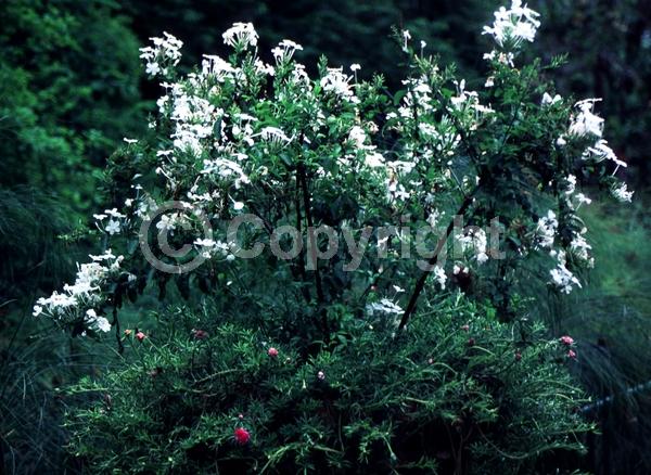 White blooms; Evergreen