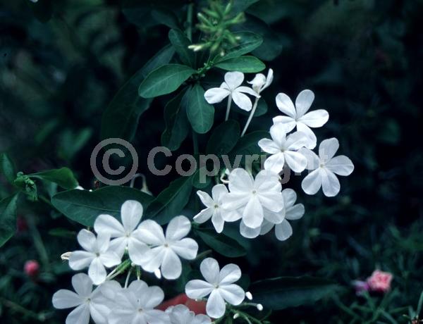 White blooms; Evergreen