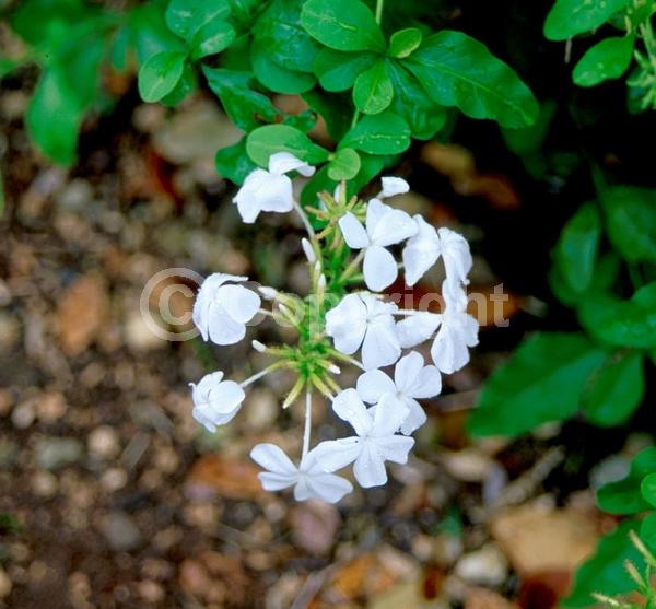 White blooms; Evergreen
