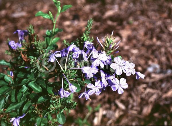 Blue blooms; Evergreen