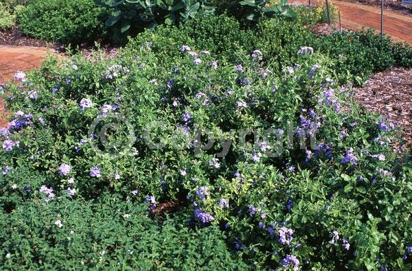 Blue blooms; Evergreen