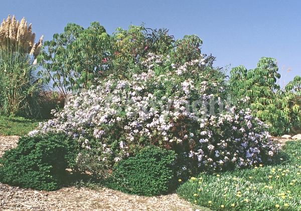 Blue blooms; White blooms; Evergreen