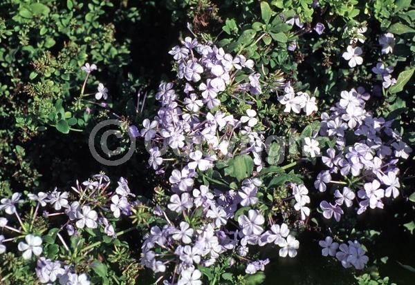 Blue blooms; White blooms; Evergreen