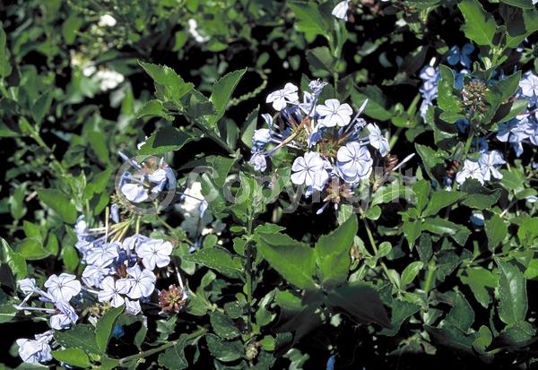 Blue blooms; White blooms; Evergreen