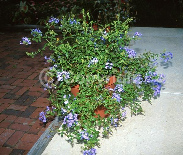 Blue blooms; White blooms; Evergreen