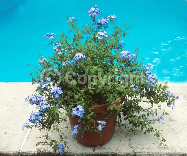 Blue blooms; White blooms; Evergreen