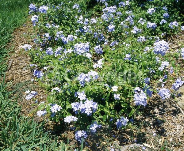 Blue blooms; White blooms; Evergreen