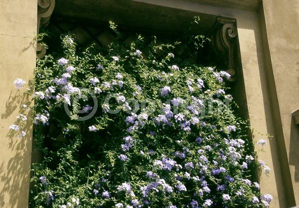 Blue blooms; White blooms; Evergreen
